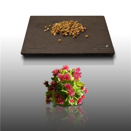 100 graines Aromatiques à semer - Le Grenier d'Abondance - PIMPRENELLE - Sanguisorba minor