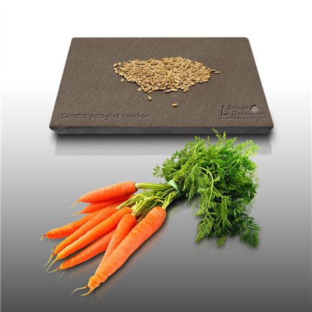 500 graines à semer - Le Grenier d'Abondance - CAROTTE Potagère Touchon - Daucus Carota