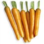 500 graines à semer - Le Grenier d'Abondance - CAROTTE Nantaise Améliorée 3 - Daucus Carota