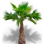 25 graines à semer - Le Grenier d'Abondance - WASHINGTONIA ROBUSTA - Palmier résistant