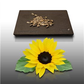 50 graines Fleurs à semer - Le Grenier d'Abondance - TOURNESOL Soleil - haie végétale - Helianthus annuus