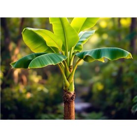 10 graines à semer - Le Grenier d'Abondance - BANANIER - Musa Laterita