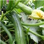 Plant Courgette Astia F1 Premium en Pot