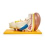 Elementary Anatomy - Modèle d'anatomie de l'oreille humaine en 4 parties avec base - Agrandissement 3 fois - Enseignement scolai