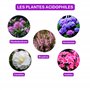 La Plaine Chassart - Terre de Bruyere 50L - pour Toutes Les Plantes Acidophiles - Rhododendrons et Azalées - Usage Intérieur et 