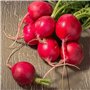 Radis rond Saxa, Graines certifiées biologiques prêt à Pousser Minigarden, 100% Naturelles sans Propagateurs Chimiques ni Génie 