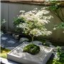 Plant in a Box - Acer palmatum 'Ukigumo' - Érable du Japon Arbres rustiques - Feuilles vertes - Pot 19cm - Hauteur 50-60cm