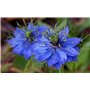 300 Graines NIGELLE Damas Bleu Indigo Miss Jekyll Non Traités Nigella Damascena