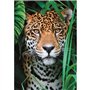 CLEMENTONI - Compact 500 pieces - Jaguar in the jungle