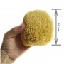 Kalyspongea® Éponge de mer 100% Naturelle Bio Grande 12-13 cm de haute qualité résistante et durable exfoliante de bain pour le 