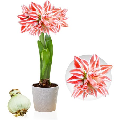 Amaryllis Bulbe Double Striped - 1 pièce fleurs en grand format 26/30 - Bulbe Amaryllis - Véritables plantes de Hollande - Hippe