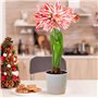 Amaryllis Bulbe Double Striped - 1 pièce fleurs en grand format 26/30 - Bulbe Amaryllis - Véritables plantes de Hollande - Hippe