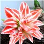 Amaryllis Bulbe Double Striped - 1 pièce fleurs en grand format 26/30 - Bulbe Amaryllis - Véritables plantes de Hollande - Hippe