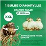 Amaryllis Bulbe Double Striped - 1 pièce fleurs en grand format 26/30 - Bulbe Amaryllis - Véritables plantes de Hollande - Hippe