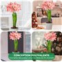 Amaryllis Bulbe Double Striped - 1 pièce fleurs en grand format 26/30 - Bulbe Amaryllis - Véritables plantes de Hollande - Hippe