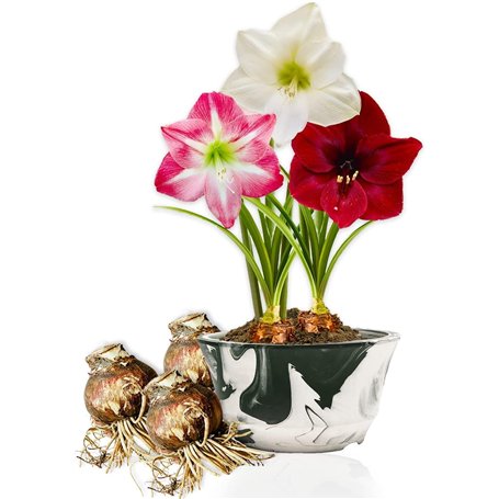 Amaryllis Bulbe Collection Budget - 3 pièces fleurs en grand format 26/28 - Bulbe Amaryllis - Mélange de vraies plantes de Holla
