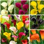 Collection de Bulbes de Calla Lilies Zantedeschia - 10 pièces - 5 Variétés - 2 de Chaque Couleur - Idéal pour Pots et Jardin - M
