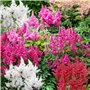 Collection de Plantes Vivaces Astilbe Rustiques (10 racines) - Mélange de 5 Variétés pour Jardin - 2 de Chaque Couleur - Grandes