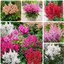 Collection de Plantes Vivaces Astilbe Rustiques (10 racines) - Mélange de 5 Variétés pour Jardin - 2 de Chaque Couleur - Grandes