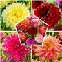 Bulbes de Dahlias Super Collection - 10 Tubercules Géants de Dahlias - Mélange de Bulbes de Fleurs des Pays-Bas - Véritables Gra