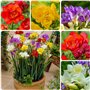 Bulbes de Freesias (50 pièces) Collection de Doubles Fleurs - Mélange de 5 Couleurs - Bulbes de Freesias Parfumés des Pays-Bas -