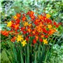 Crocosmia Montbretia Collection de bulbes à fleurs