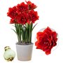 Amaryllis Cherry Nymph bulbe