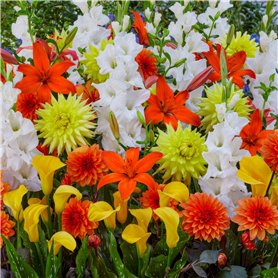 Fleurs d'été bulbes Fire Work Collection - 25 pièces - Glaïeuls/Lys/Dahlias/Calla - vivaces mélange de bulbes - Qualité Néerland