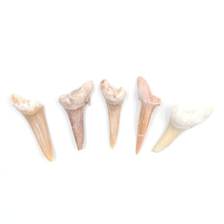 ANCLLO Lot de 5 spécimens naturels de dents de requin fossiles pour l'éducation et la décoration de la maison