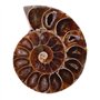 2Pcs Spécimen de Coquille Shell Madagascar Pierres Naturelles et minéraux(4cm) Ammonite fossile foss