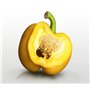 25 graines à semer - Le Grenier d'Abondance - POIVRON Jaune California - Capsicum annuum