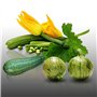 Lot de 25 graines à semer - Le Grenier d'Abondance - Trio de Courgettes - 3 sachets individuels