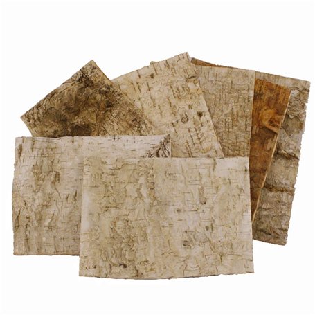 FloristryWarehouse écorce de Bouleau Feuilles (Lot de 7) : 24 x 17 cm
