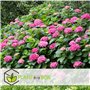 Plant in a Box - Hydrangea macrophylla 'Early Blue', 'Early Pink', 'Wudu' - Hortensia - Mélange de 6 - Pot 10,5cm - Hauteur 25-4