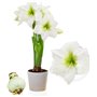 Amaryllis Bulbe White Star - 1 pièces fleurs en grand format 26/30 - Bulbe Amaryllis - Véritables plantes de Hollande - Hippeast
