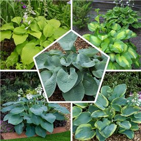 Collection de Plantes Vivaces Budget Hosta - Mélange de 5 Hybrides en 5 Variétés - Grandes Funkia Vivaces Rustiques Racines Nues