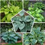 Collection de Plantes Vivaces Budget Hosta - Mélange de 5 Hybrides en 5 Variétés - Grandes Funkia Vivaces Rustiques Racines Nues