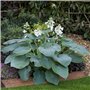 Collection de Plantes Vivaces Budget Hosta - Mélange de 5 Hybrides en 5 Variétés - Grandes Funkia Vivaces Rustiques Racines Nues