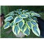 Collection de Plantes Vivaces Budget Hosta - Mélange de 5 Hybrides en 5 Variétés - Grandes Funkia Vivaces Rustiques Racines Nues