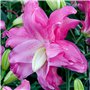 Lotus Lys Rose Doublés (10 bulbes parfumés)