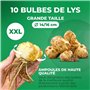 Lotus Lys Rose Doublés (10 bulbes parfumés), Vivace et rustique Bulbes de Lys, Mélange de Hollande pour jardin et balcon (gros, 