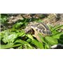 Graines de fleurs Testumix Mini pour tortues,lapins, poules et abeilles