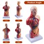10,5 pouces torse médical corps humain modèle anatomie poupée 15 pièces amovibles organes éducatifs modèle pour l'enseignement d