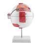 SANON Modèle D'anatomie Du Globe Oculaire Grossissement 6X Modèle de Globe Oculaire Humain Amovible pour L'enseignement de L'étu