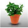 250 graines Aromatiques à semer - Le Grenier d'Abondance - MENTHE Verte - Mentha viridis