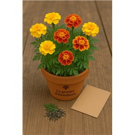 50 graines à semer - Le Grenier d'Abondance - OEILLET D'Inde Bonita - Tagetes Patula Bonita