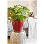 Jardiniere - Classico premium LS 21 - Kit complet - Rouge scarlet brillant - 3 L - LECHUZA