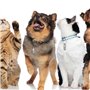 Welsberg Lot de 6 porte-addresse étiquettes d'adresse d'identification pour animaux de compagnie chien chat chaton chiot pendent