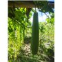 25 Semences de Luffa