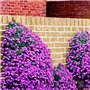 Escalade Fleur 100 Aubrieta Graines Cascade Purple Flowers Seed, Superb vivace Couvre-sol floraison des plantes pour jardin